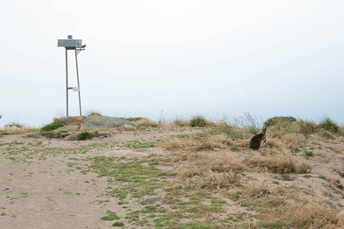 Wallaby and The beacon on Cape Woolamai Coastal Walk