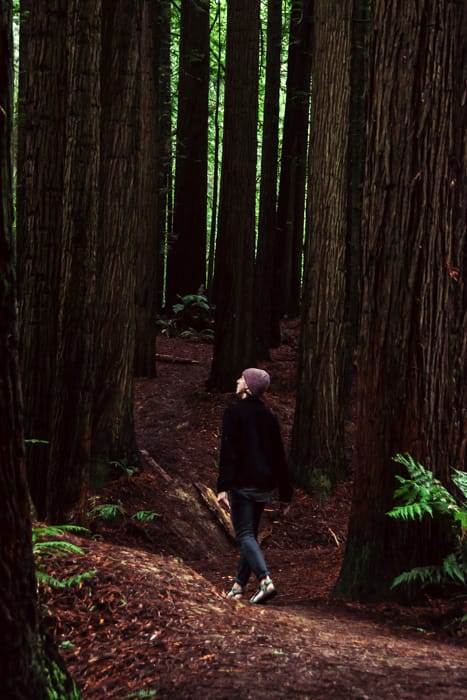 Californian Redwood Forest Otways