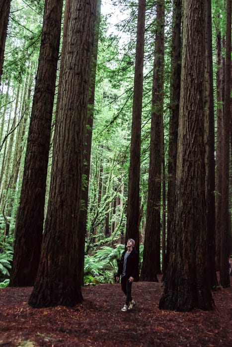 Californian Redwoods Otways