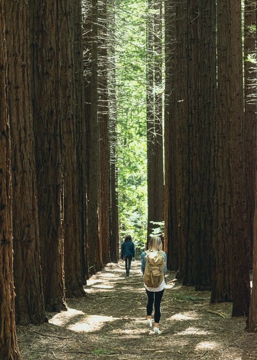 Warburton Redwoods