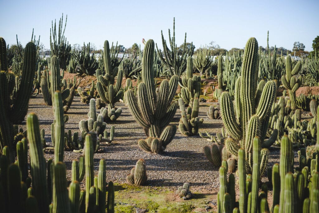 Cactus