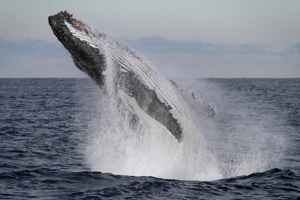 Whale Watching