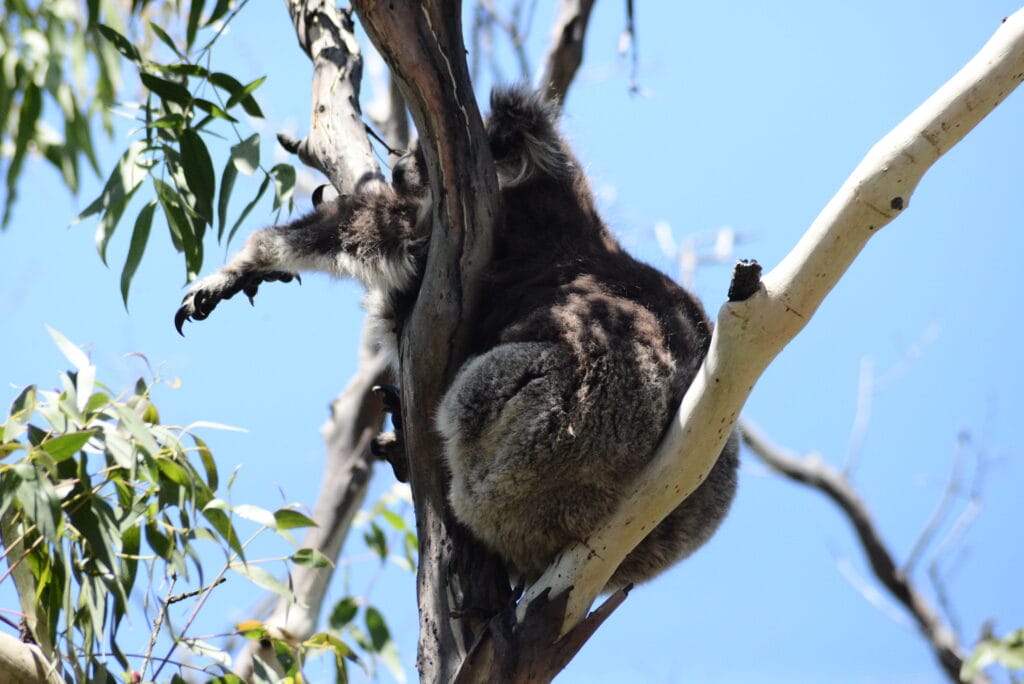 Great Otway National Park