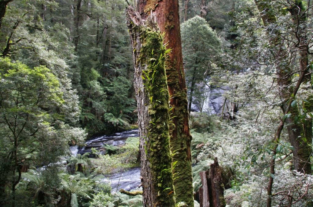 Great Otway National Park