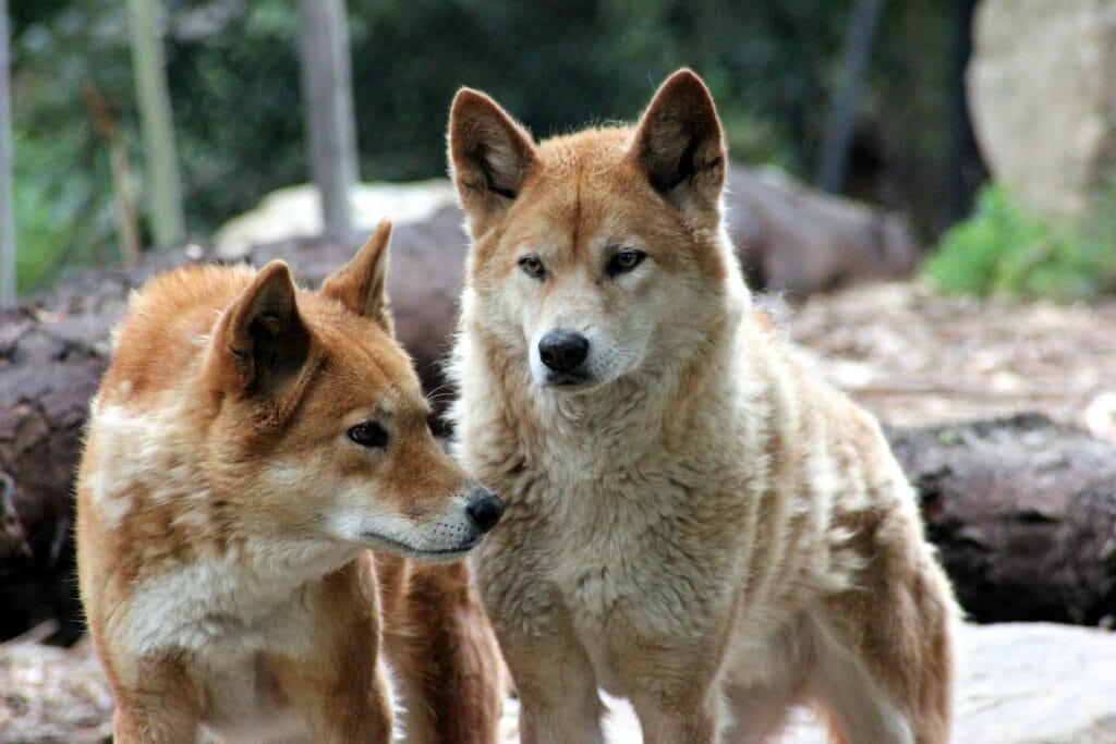 Dingoes