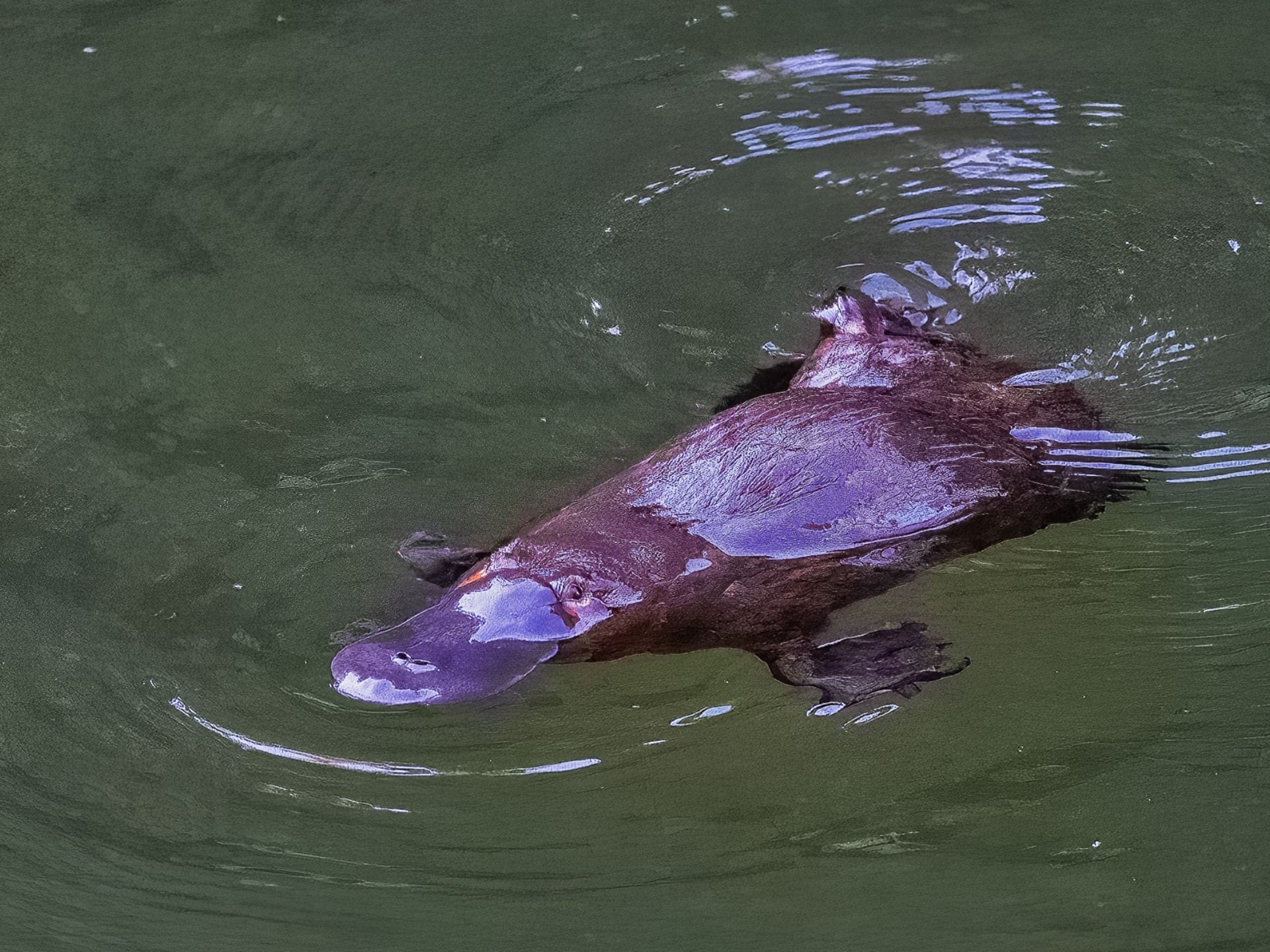 Platypus