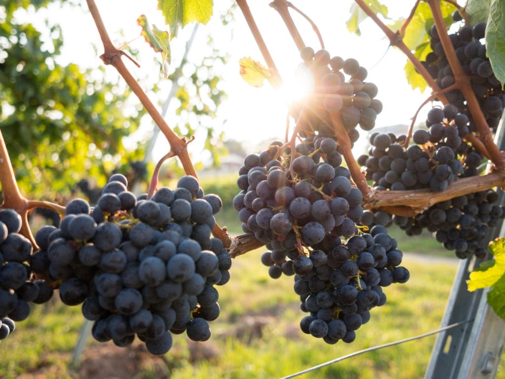 Wineries In Perricoota