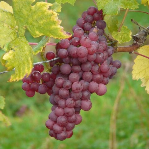 Wineries In Yarra Valley