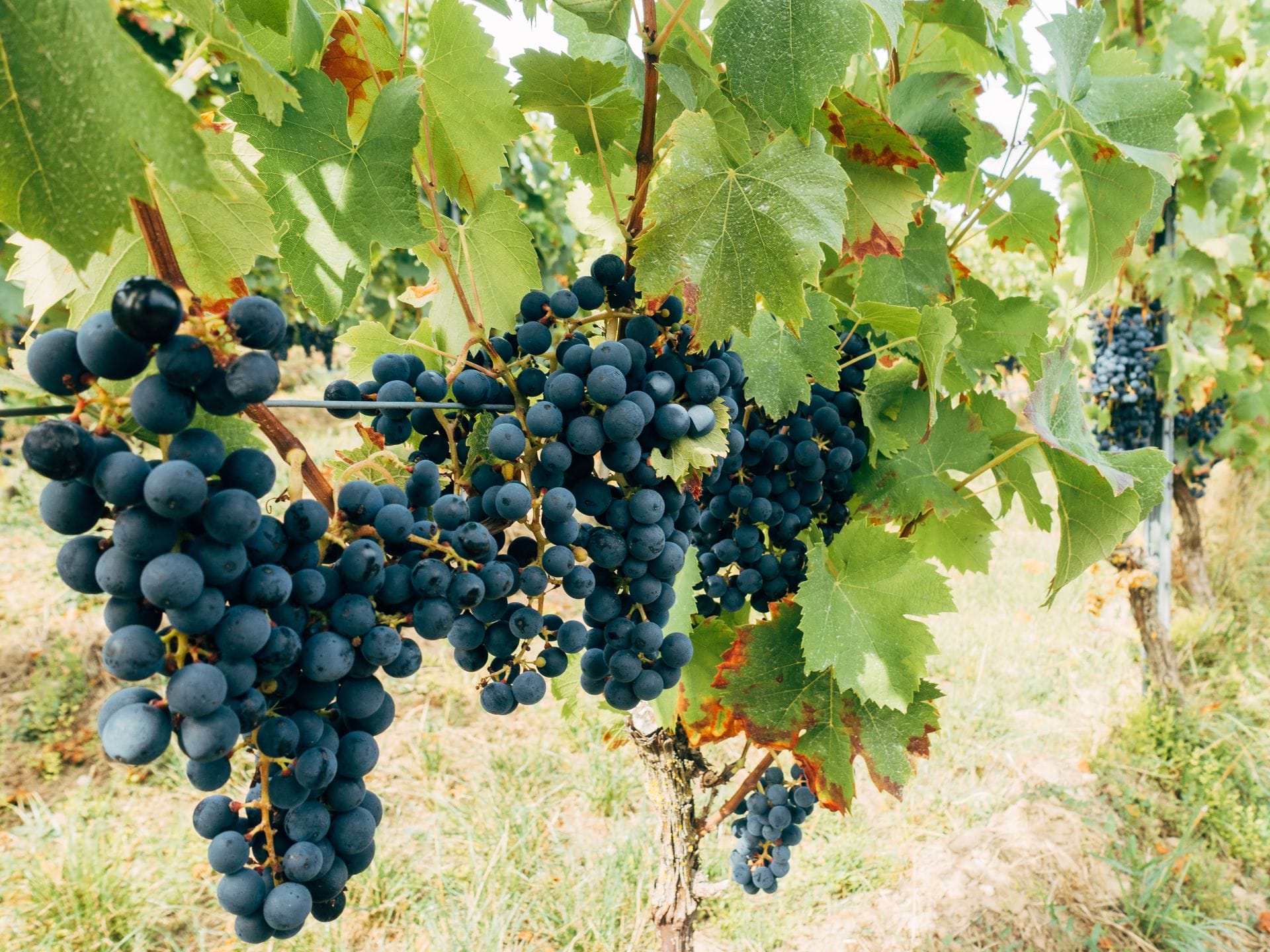 Wineries In New England Australia