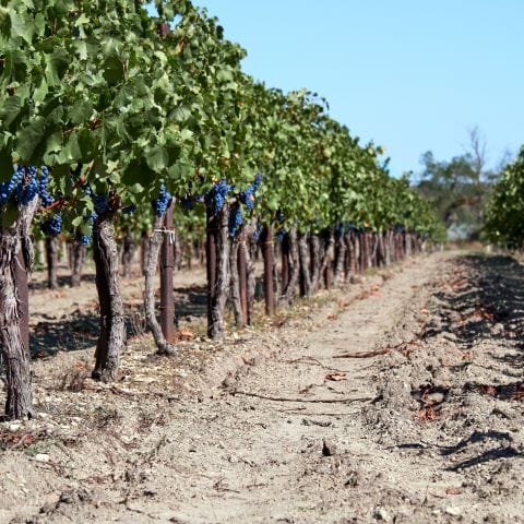 Wineries In Canberra District