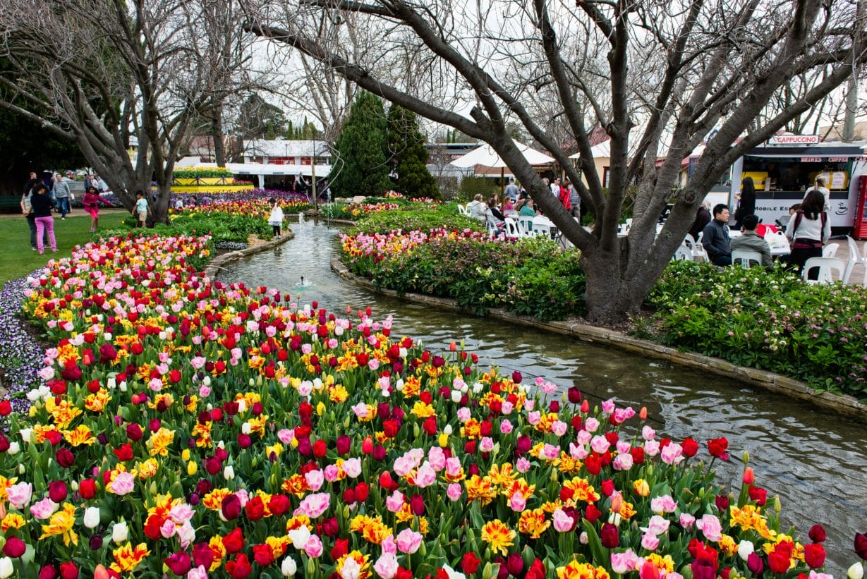 Tulip Time Festival in Corbett Garden