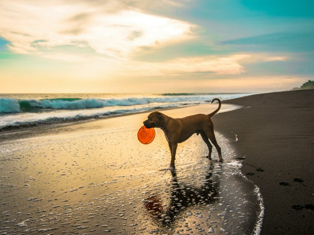 Dog Beaches Sydney