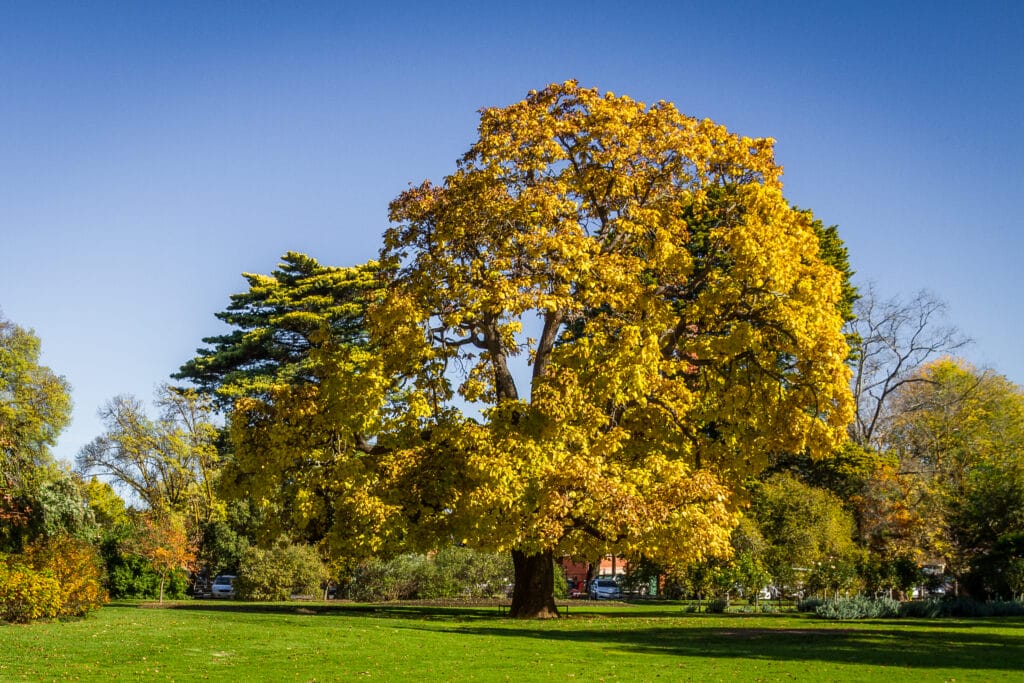 Castlemaine Botanical Gardens