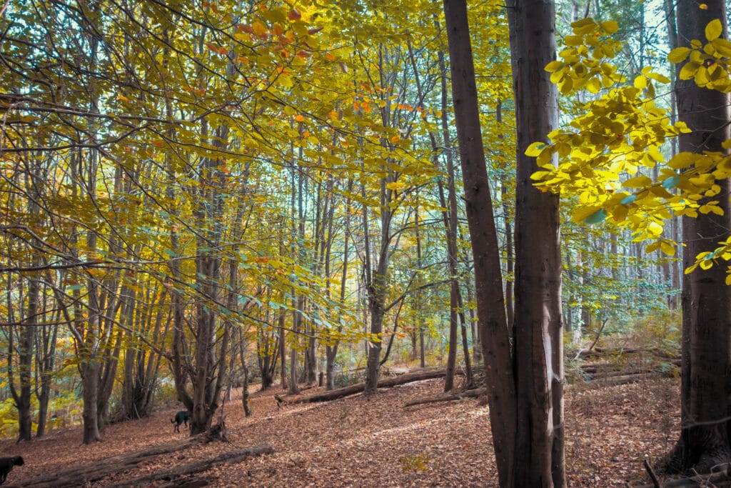 RJ Hamer Arboretum